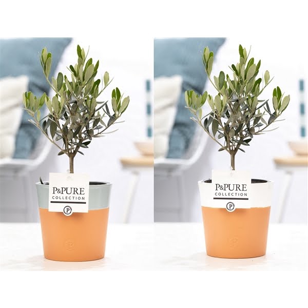 <h4>Olea Europaea in P&PURE Terra Cotta 4 ass.2</h4>