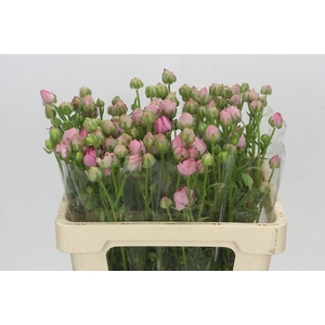 Ranunculus Moderna Dolce