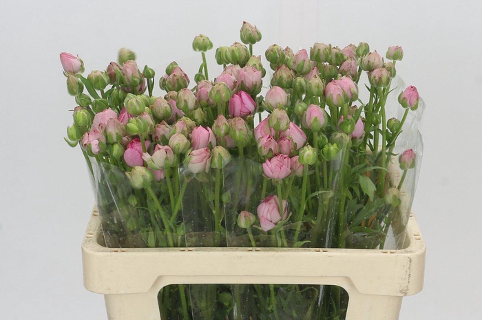 <h4>Ranunculus Moderna Dolce</h4>