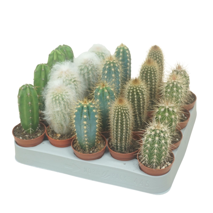 <h4>Cereus   ...</h4>