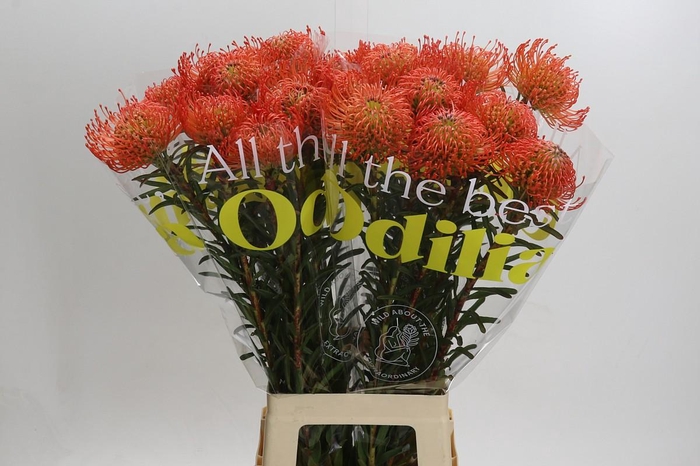 <h4>Nutans Succession</h4>