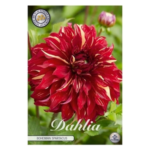 Dahlia Bohemian Spartacus x1 l