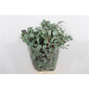 - EUCALYPTUS POPULUS
