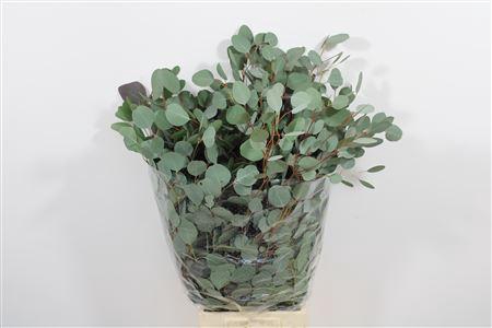 <h4>- EUCALYPTUS POPULUS</h4>