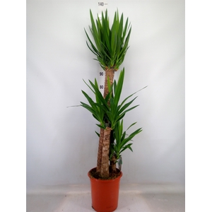 Yucca   ...