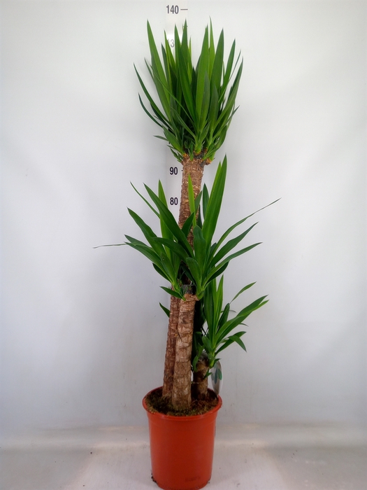<h4>Yucca   ...</h4>