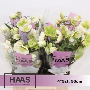 HELLEB MAGNIF BELLS 4 x 5 st.