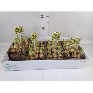 Arr.  Narcissus Tete Tete L%