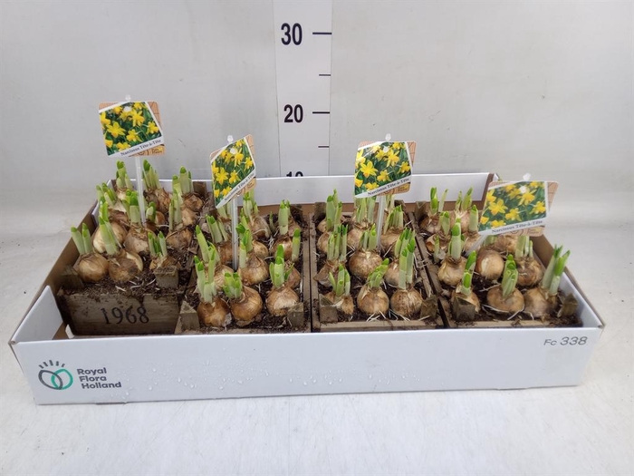 <h4>Arr.  Narcissus Tete Tete L%</h4>