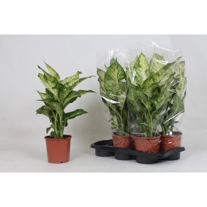 Dieffenbachia Mars 17Ø 65cm