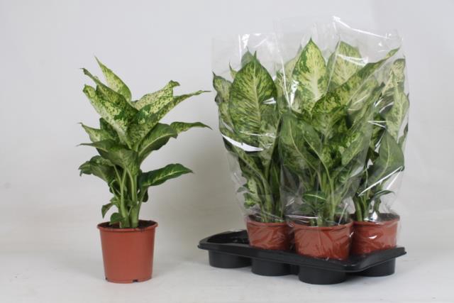 Dieffenbachia Mars 17Ø 65cm