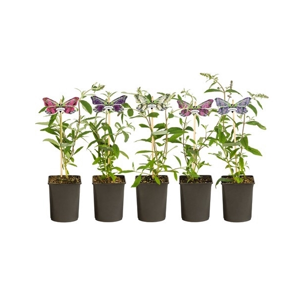 <h4>Mixshelf Buddleja +butterfly label</h4>