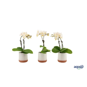 Valencia Wit Tiny Dolls Wit 2T12+ aqu@