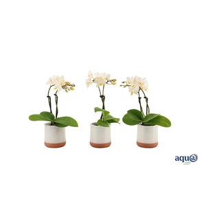 Valencia Wit Tiny Dolls Wit 2T12+ aqu@