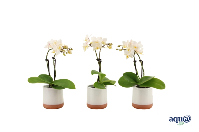 <h4>Valencia Wit Tiny Dolls Wit 2T12+ aqu@</h4>