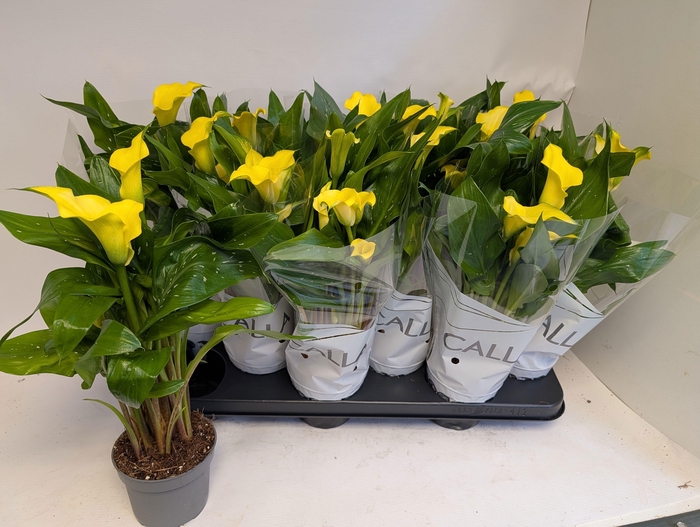 <h4>ZANT SUNCLUB</h4>