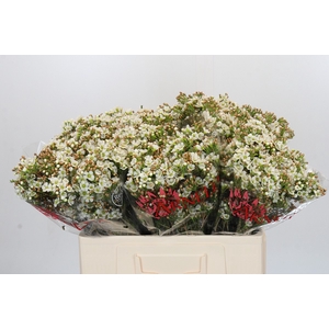 Chamelaucium Dawn Pearl