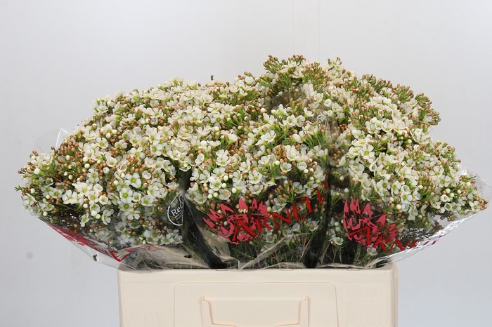 <h4>Chamelaucium Dawn Pearl</h4>