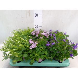 Campanula   ...