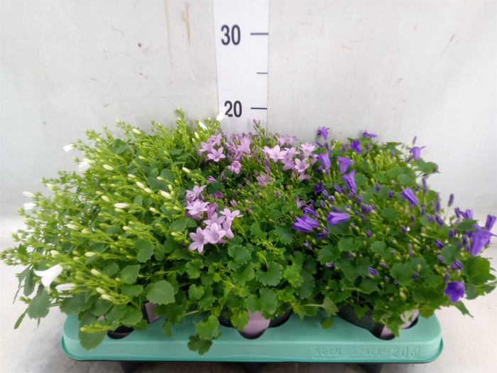 <h4>Campanula   ...</h4>