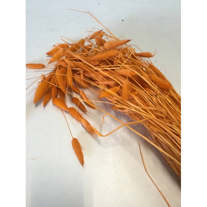 <h4>DRIED FLOWERS - LAGURUS A2 !! ORANJE</h4>
