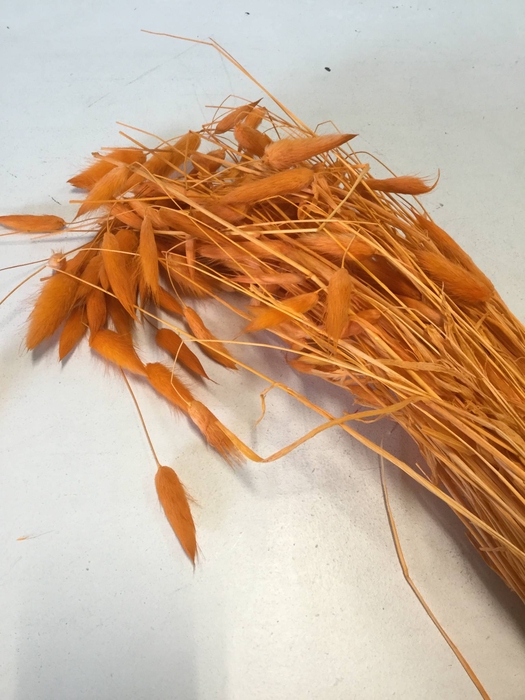 DRIED FLOWERS - LAGURUS A2 !! ORANJE
