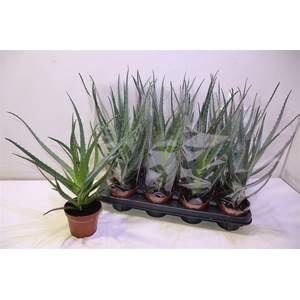 Aloe Arborescens