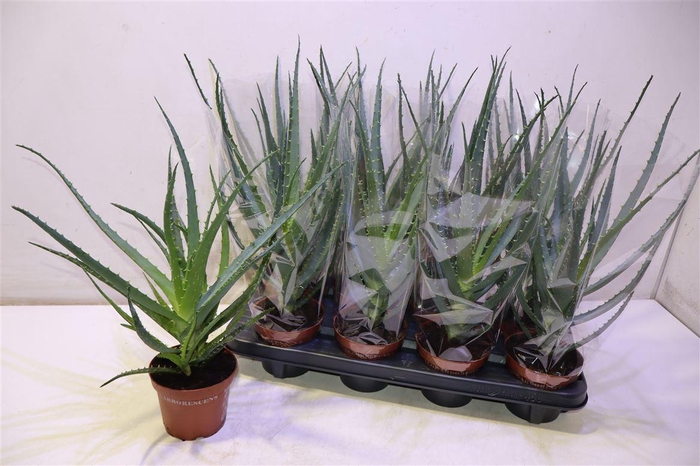 <h4>Aloe Arborescens</h4>