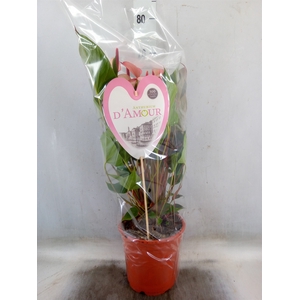 Anthurium  'Pr. Amalia Hot Lips''