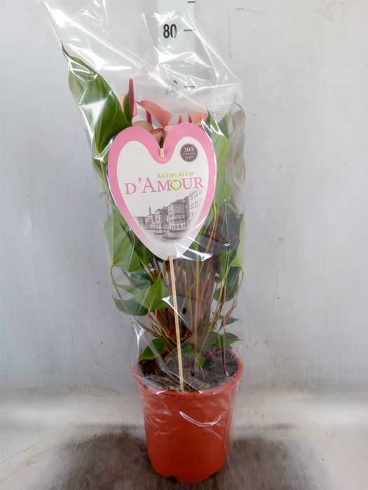 <h4>Anthurium  'Pr. Amalia Hot Lips''</h4>