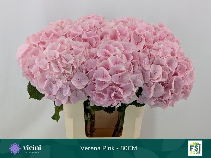 <h4>HYDR M CH VERENA</h4>