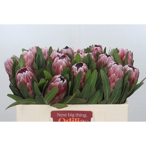 Protea Pink Ice