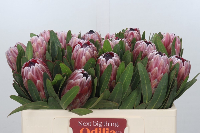 <h4>Protea Pink Ice</h4>