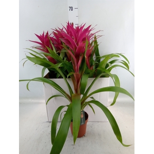 Guzmania  'Voila'