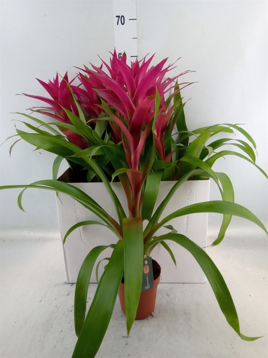 <h4>Guzmania  'Voila'</h4>