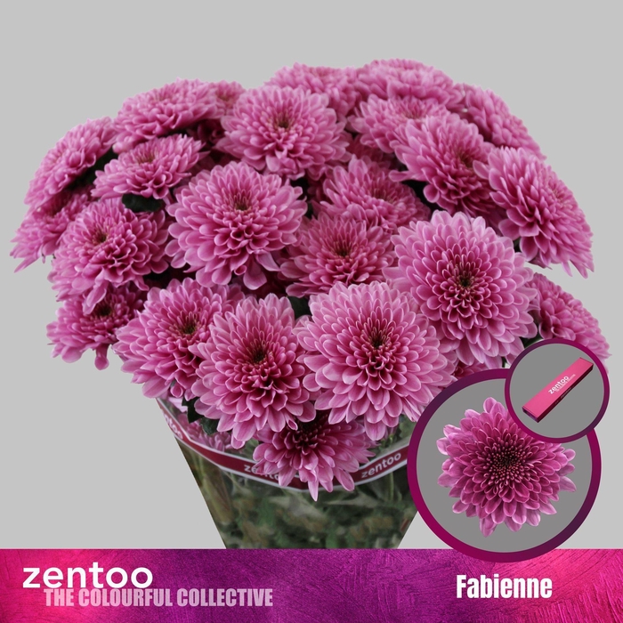 <h4>CHRYSANTHEMUM TR 'FABIENNE'</h4>