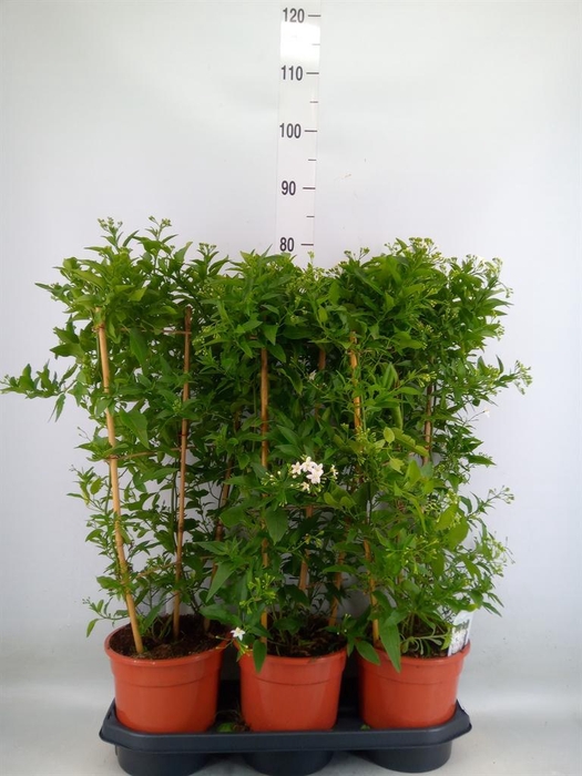<h4>Solanum jasminoides</h4>