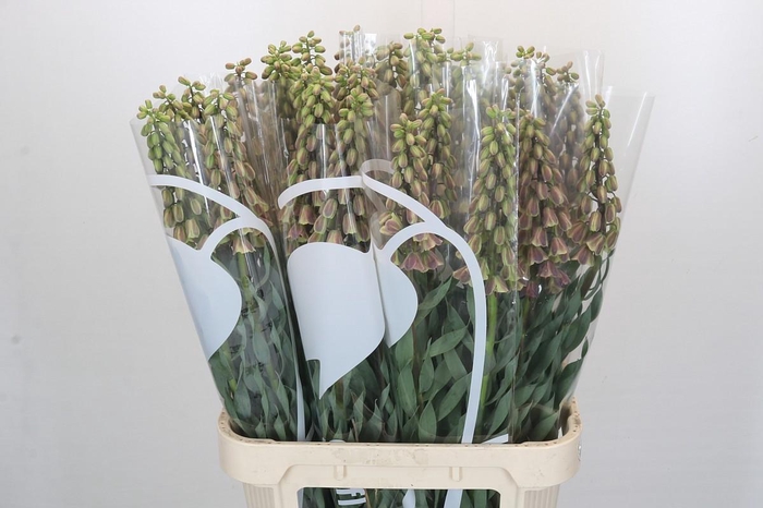 Fritillaria Persica Magic Bells