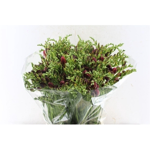 Fr Du Mandarine Orange