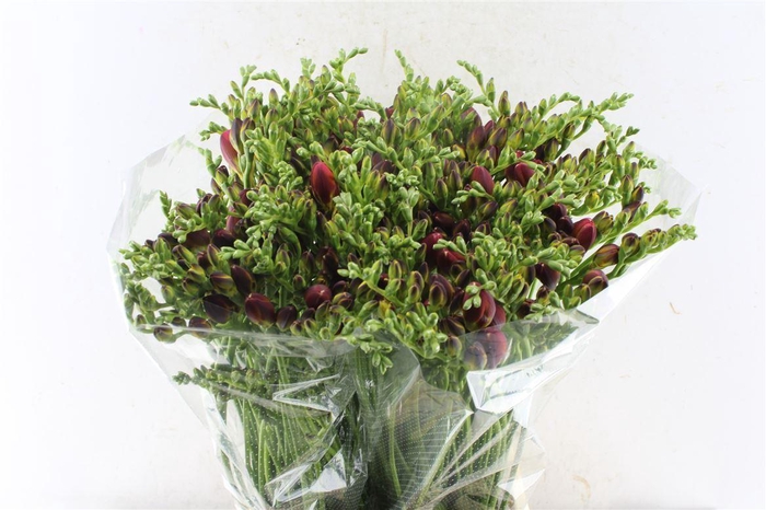 <h4>Fr Du Mandarine Orange</h4>