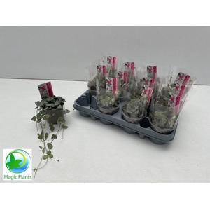 CEROPEGIA WOODII SUP