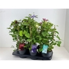Clematis Boulevard gemengd