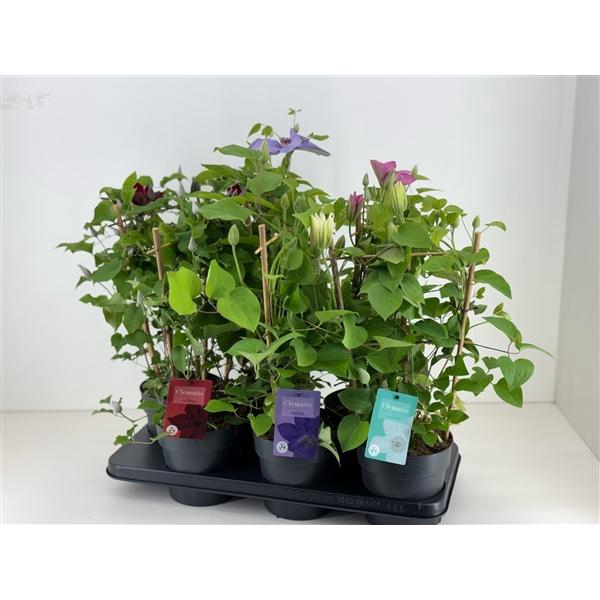 <h4>Clematis Boulevard gemengd</h4>
