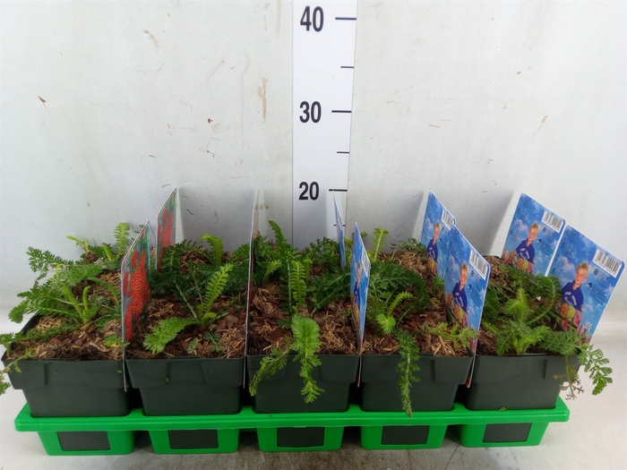 <h4>Achillea   ...</h4>