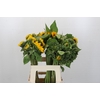 Helianthus Orange Fire