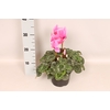 Cyclamen  Super Serie XXL Neon Pink