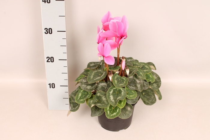 Cyclamen  Super Serie XXL Neon Pink