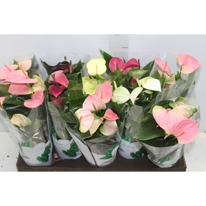 ANTHURIUM VARIADO P12