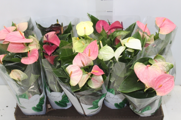 <h4>ANTHURIUM VARIADO P12</h4>