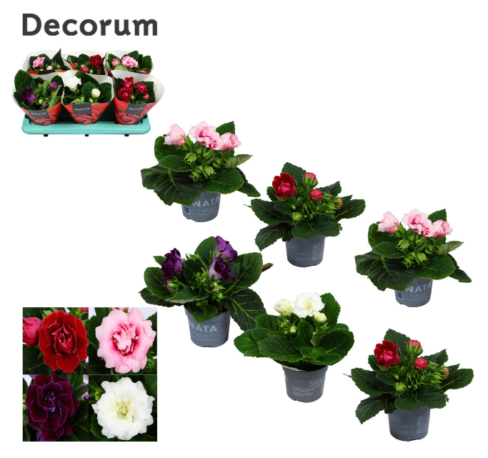 <h4>Sinningia gemengd</h4>